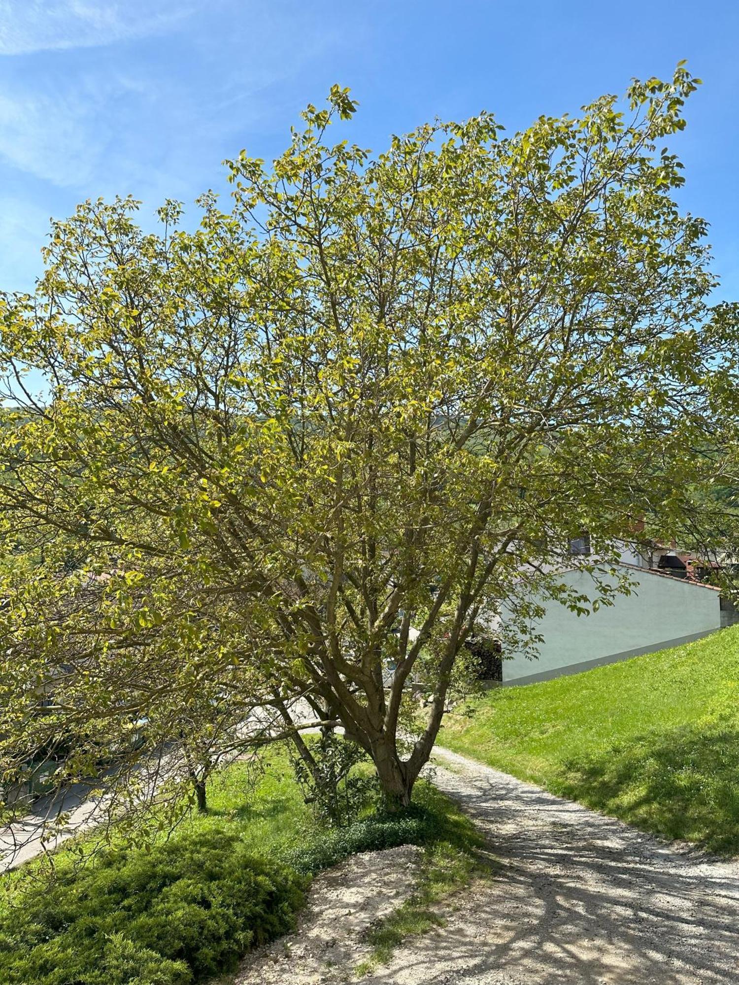 Apartma Anze Samec Dobravlje Bagian luar foto